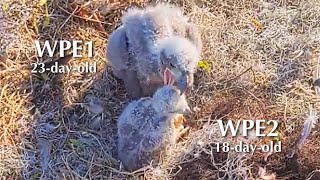#136🦅🐥23°🐥18°／Winter Park Eagle Nest 2026／Against All Odds:One-Eyed Mom／by Winter Park Eagle Cam