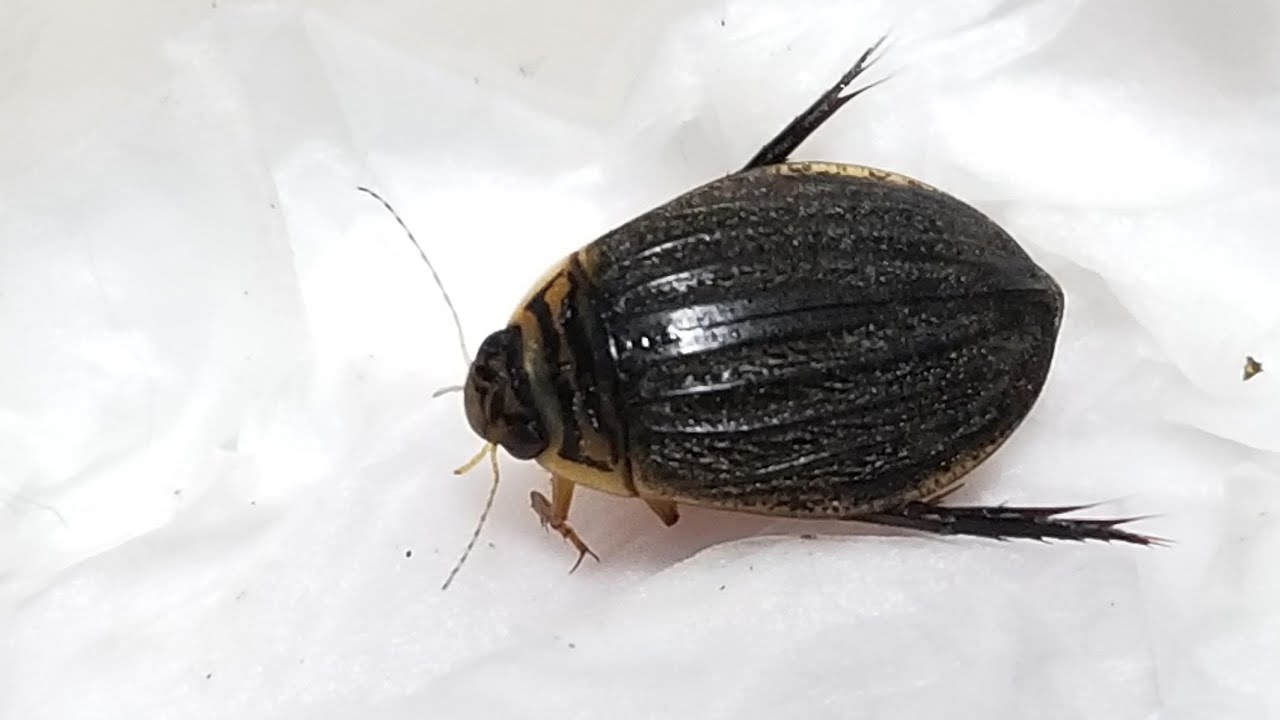 ゲンゴロウ‼️ ウスチャツブゲンゴロウ 南西諸島で見られる体長約3.5mmのゲンゴロウ