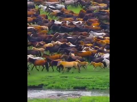 اسب زیبای سرکش 