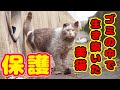 【野良猫保護】家猫から野良猫ゴミの中で必死で生き抜きました　優しい方に緊急保護され今は穏やかな生活です 感謝