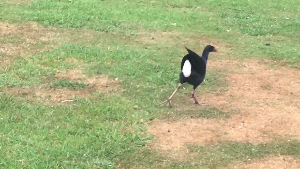 Pukeko Fight Bio 3.1 Pukeko Behaviour- chase - YouTube
