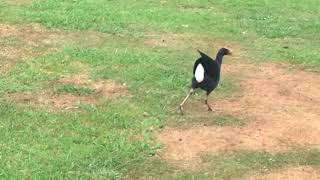 Bio 3.1 Pukeko Behaviour- chase screenshot 5