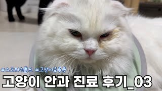 [육묘일기] 고양이 안과 진료 후기_03, 고양이 유루증 수술 후기