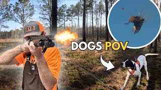 48 Quail SmackDown! (We take a trip to Bradford Hill Quail Club)