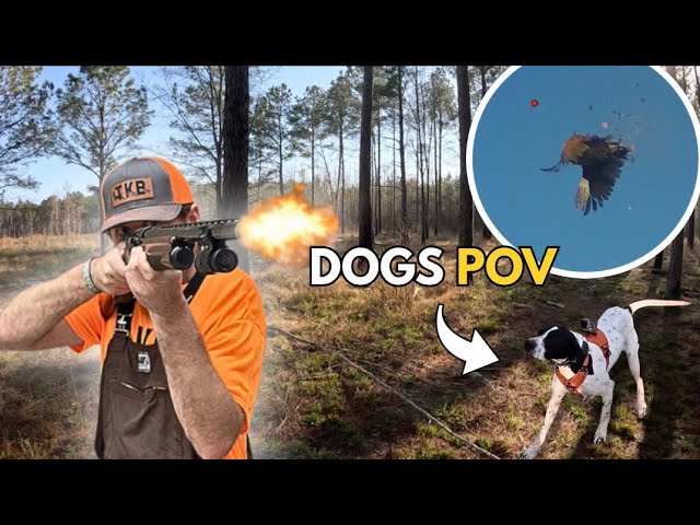 48 Quail SmackDown! (We take a trip to Bradford Hill Quail Club