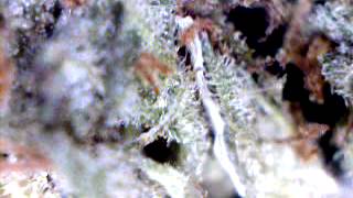 Pure Kush