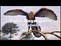 JURÁSICO (Archaeopteryx) Secuencias  -  Documentales