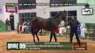 09/05/24 HARAS VIEJO MOLINO & HARAS MARIA DE LOURDES (Gen. 2022) Tattersall de Maroñas