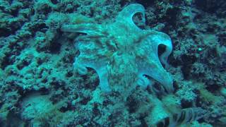 Diving with Octopus (Palma de Mallorca)