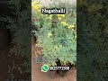 #shorts நாகதாலி செடி #snake #herbal #home #gardening #plants #new #trending #video #tamil #viral