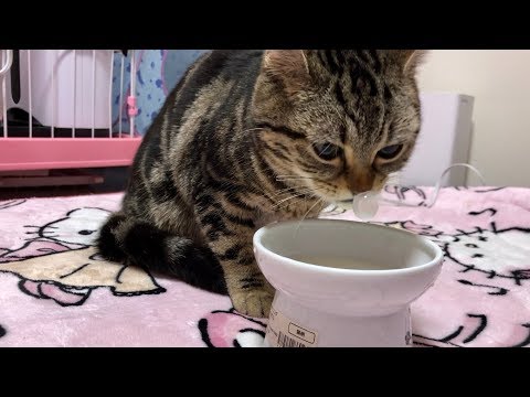 【娯楽】  ミルクをすごい音を立ててがぶ飲みして鼻ちょうちんを作ってしまった猫ｗ