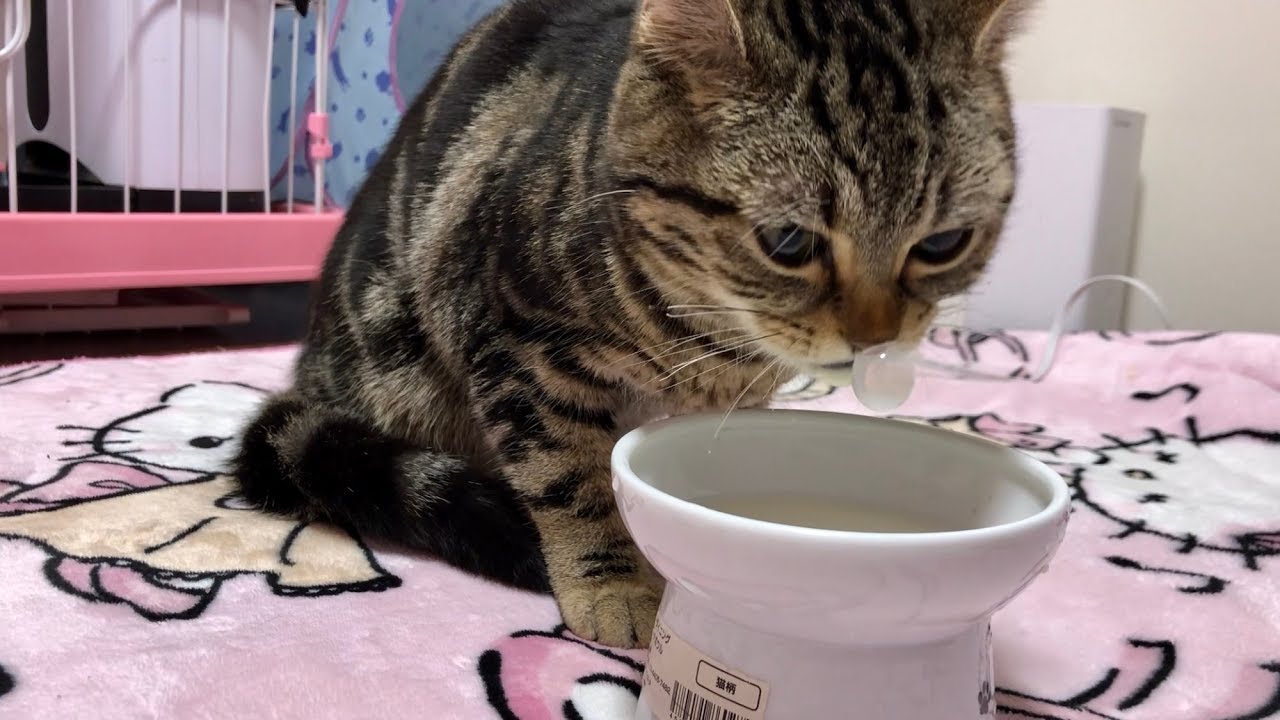癒しを与えてくれる猫のおすすめ動画やsnsアカウントなど一気にご紹介 マチコネ