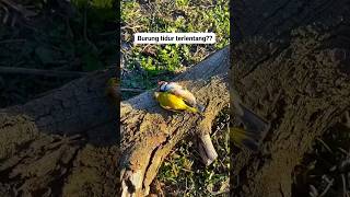 goldfinch #burung #faktaunik