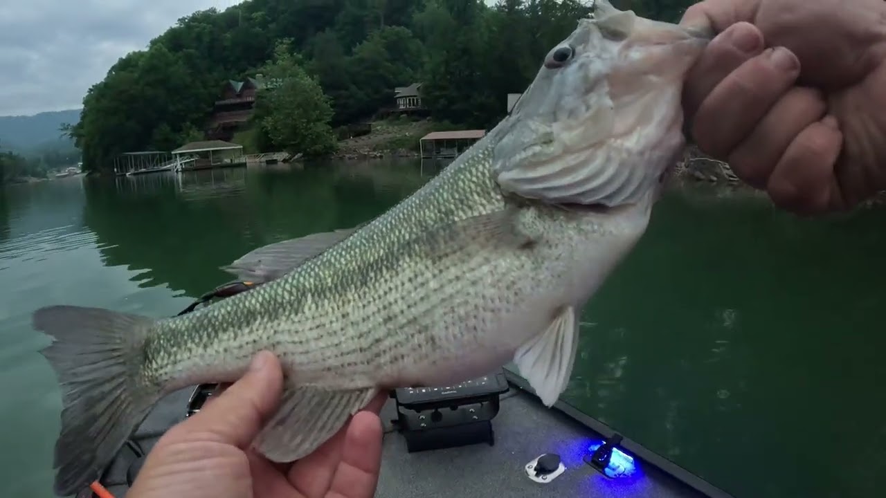 Fishing TOPWATER Only for BIG BASS
