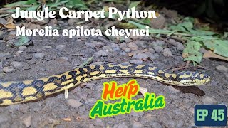 Searching For Jungle Carpet Pythons! Herping Australia
