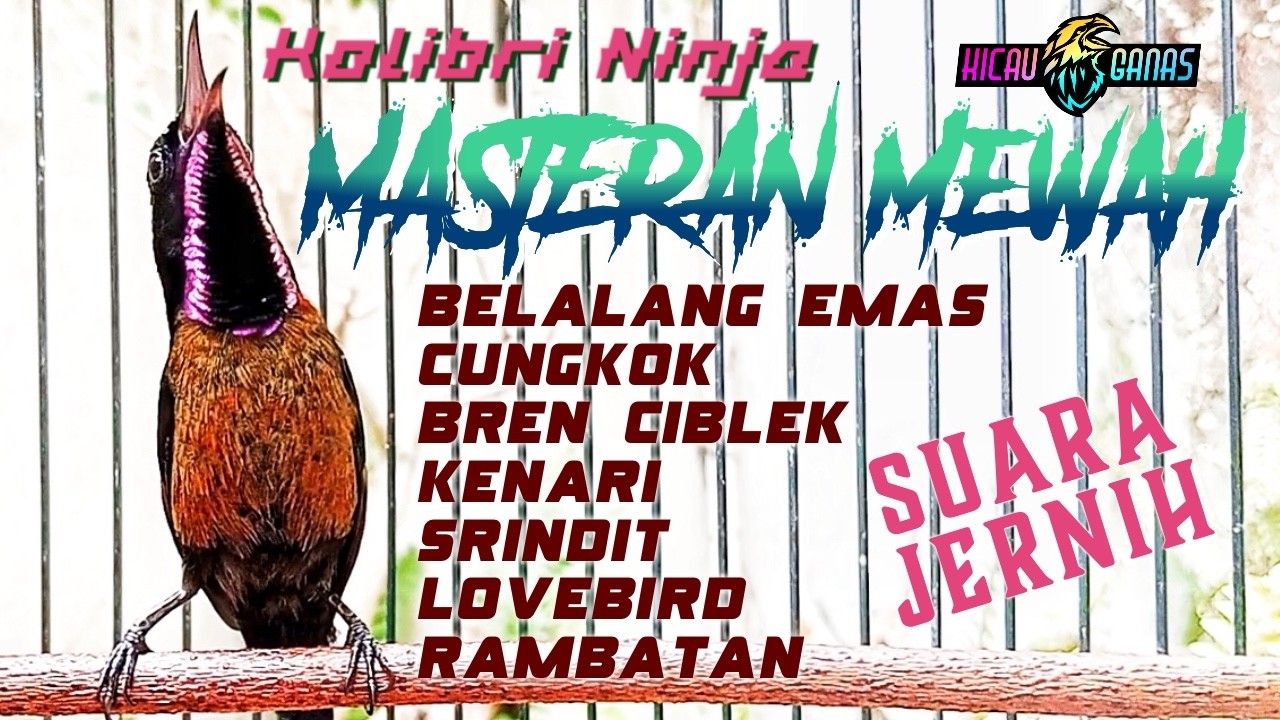 MASTERAN KONIN GOCOR MATERI MEWAH FULL ISIAN TEMBAKAN PANJANG