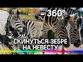 Скинуться зебре на невесту предложили жителям Пензы - нужно 1,5 миллиона рублей