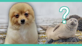 Timid Pomeranian turns into a seal? Brave grooming journey