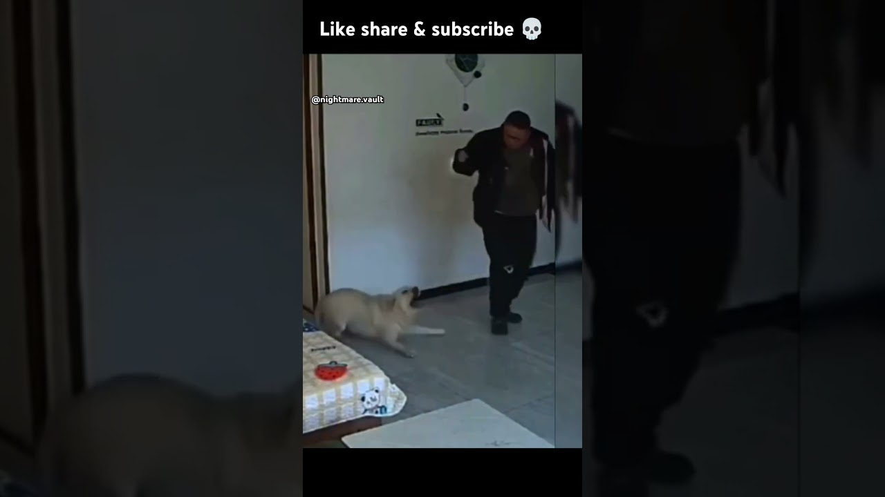 what happened to the dog😰 ‎