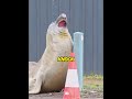Meet Neal: The Rebellious Seal Who Took Over a City &amp; Hates Traffic Cones!🤣🦭#funnyanimals #tasmania