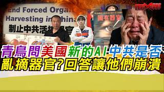大量青鳥問美國新的AI中共是否亂摘器官 回答讓他們崩潰｜寒國人 中國CHINA