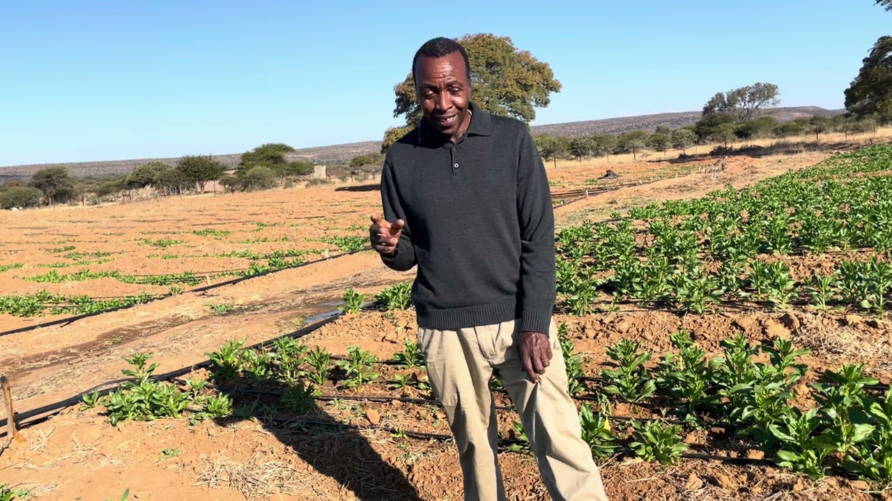 MAKE USD 70,000/Ha EVERY 60 DAYS FROM SAFFLOWER VEGETABLE FARMING PART II.