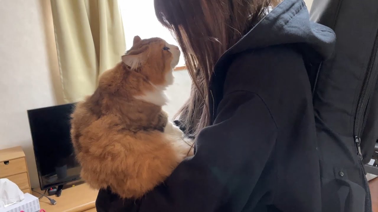 My cat entertains Yuzu & Ponzu's foster parents. - YouTube