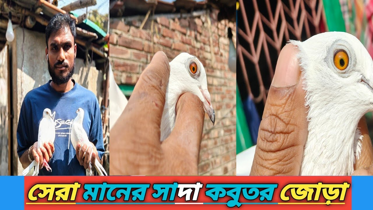 Serampore সেরা সাদা কবুতর জোড়া বিক্রয় হবে 🕊️ | Top Quality White Kabutar for Sale