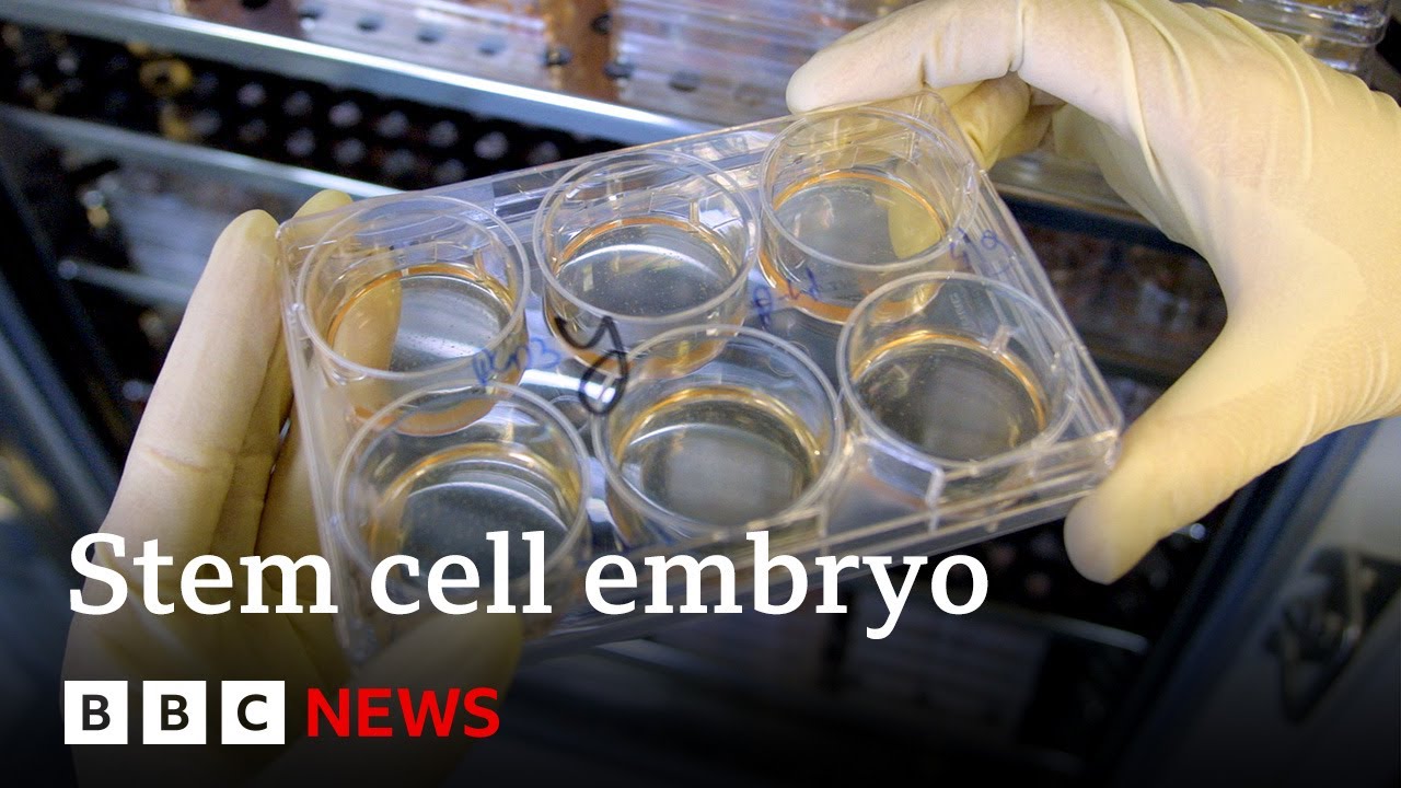 Scientists grow whole model of human embryo, without sperm or egg – BBC News