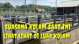 walaupun air lagi keruh jika air ngalier seperti ini ikan cepet besar