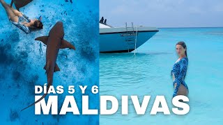 Nado Con Tiburones Dia 5 Y 6 En Maldivas