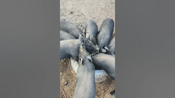 Amazing Pig Feeding 🐷🥰 #pig #boar #hog #viral #animal #wildpig #wildboar #wildlife #farmlife