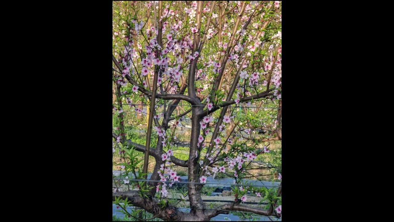 Peach (Prunush persia)