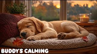 12 Hours of Dog Sleep Music🐶Ease Separation Anxiety with Soft Piano for Peaceful Sleep🧸Music for Dog screenshot 4