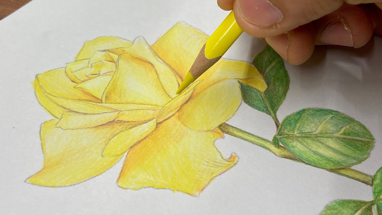 Tutorial ROSA AMARELA com lápis de cor Faber Castell Super Soft