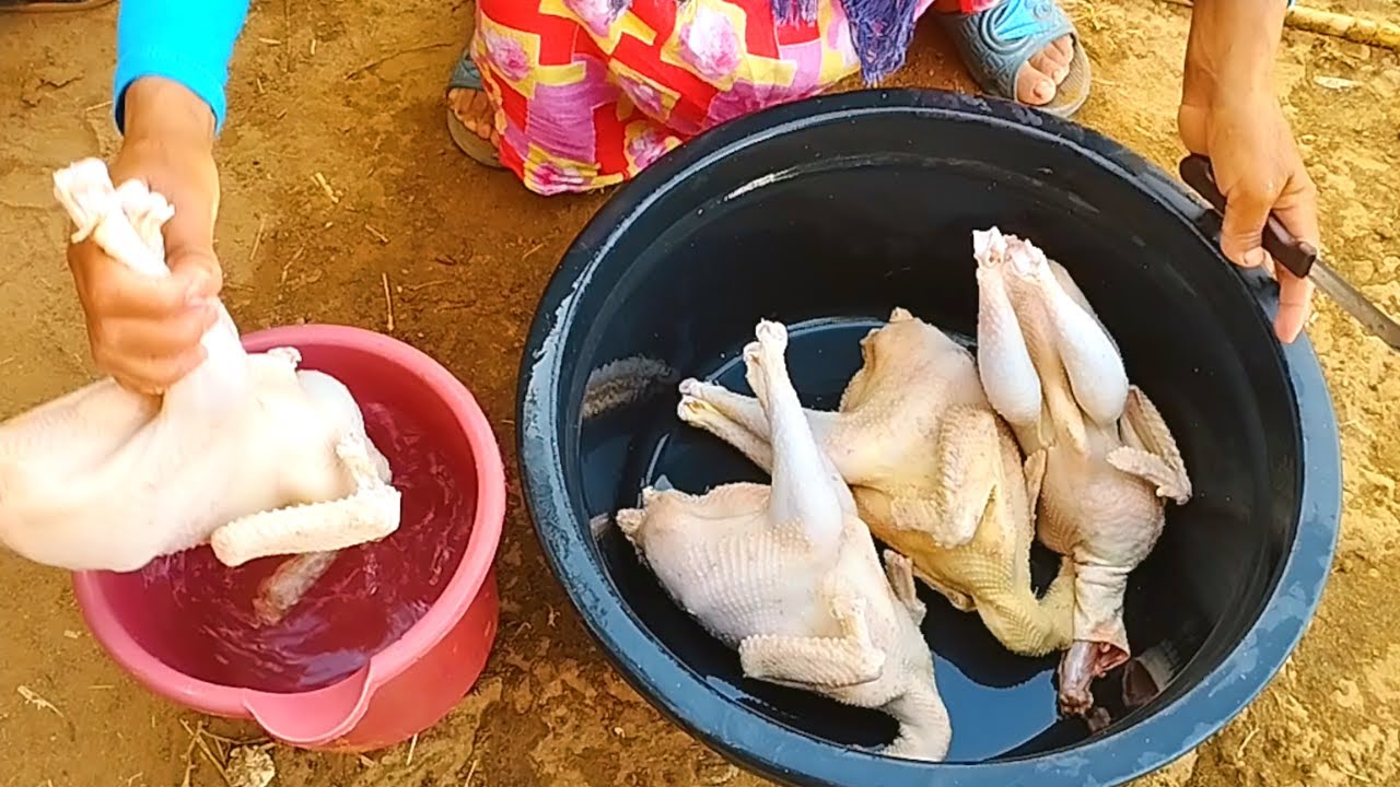 تربية دجاج البلدي مريم وجدات طلبية لأحد المتابعين لي شرى منها الدجاج وبثمن جد مناسب