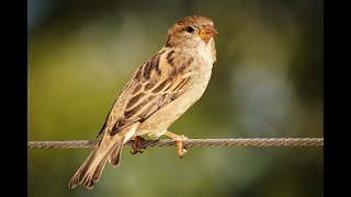 Download Lagu shot a house sparrow with a pellet gun MP3