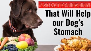 Discover 7 Incredible Fruits To Soothe Your Dog's Upset Stomach by Adventurezoo 16 views 1 month ago 5 minutes, 1 second