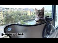 パパが猫たちに窓用ハンモックをプレゼント【ベンガルロケット】