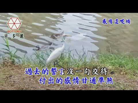 感情這呢煩  羅清森   貝多麗唱片 官方 字幕 HD MV首播(金嗓24193)