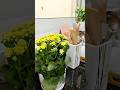 my kitchen #kitchen #flowers