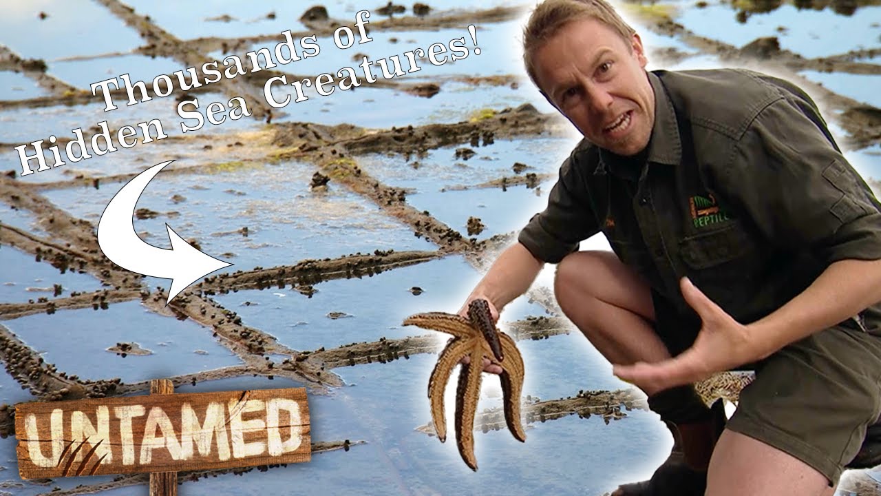 Finding The Bizarre and Awesome Critters In Aussie Rockpools! 🦀 | The Wild Life Of Tim Faulkner Clip