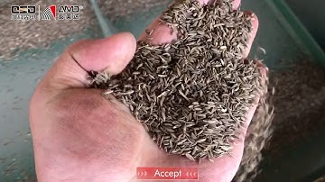 Cumin Seeds Sorting with AMD® RC Color Sorter Machine