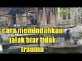 cara memindahkan jalak biar tidak trauma pada kita