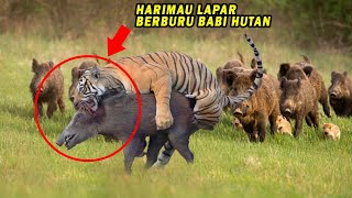 Menegangkan! Detik2 Harimau Berburu Babi Hutan yang Terpisah Dari Rombongan, Endingnya Tak Terduga