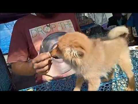 pet market in kolkata So Cute Golden Retriever & Pomeranian Puppy At Galiff Street