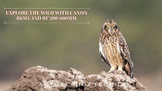 The Best combo of Camera and lens for wildlife? Canon R6 mark ii + RF 200800mm #canon #wildlife