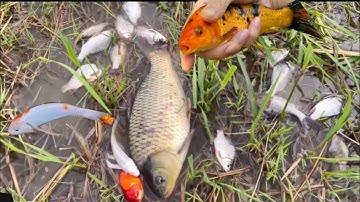Bắt cá chép,cá rô phi,cá vược,cá koi màu tuyệt đẹp,nhiều cá quá bắt ngoài ruộng lúa về cho mẹ thôi