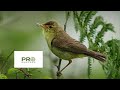 Melodious Warbler Bird Sound, Bird Call for Pro Hunters