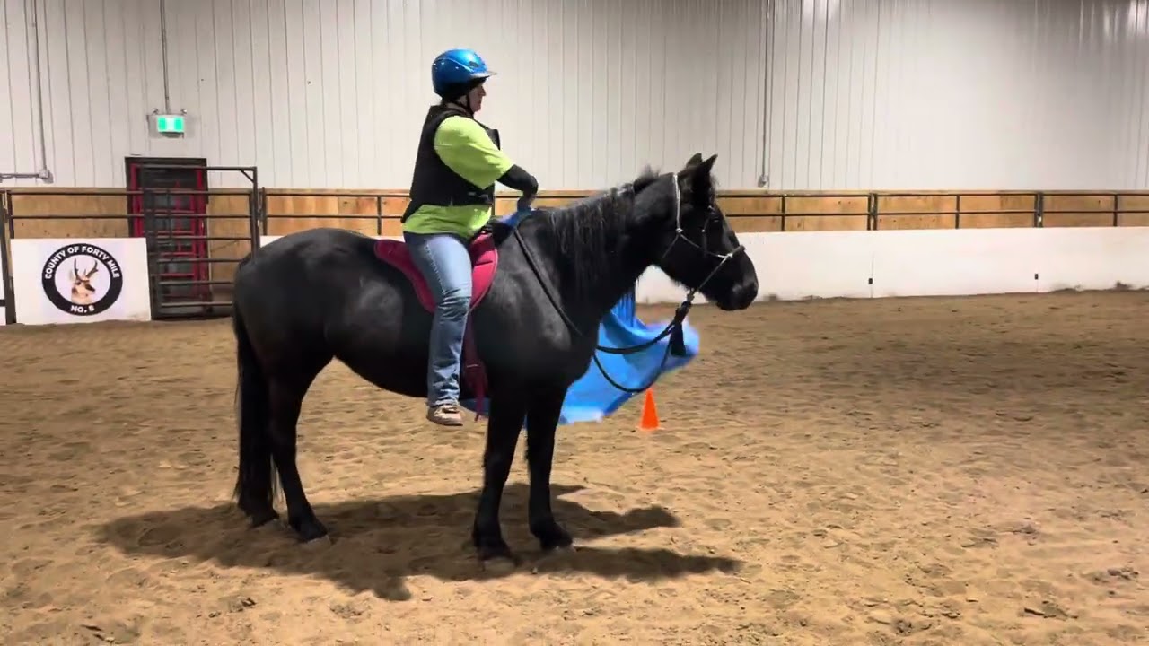 Kitcat Kyng Ivy (RESERVED)